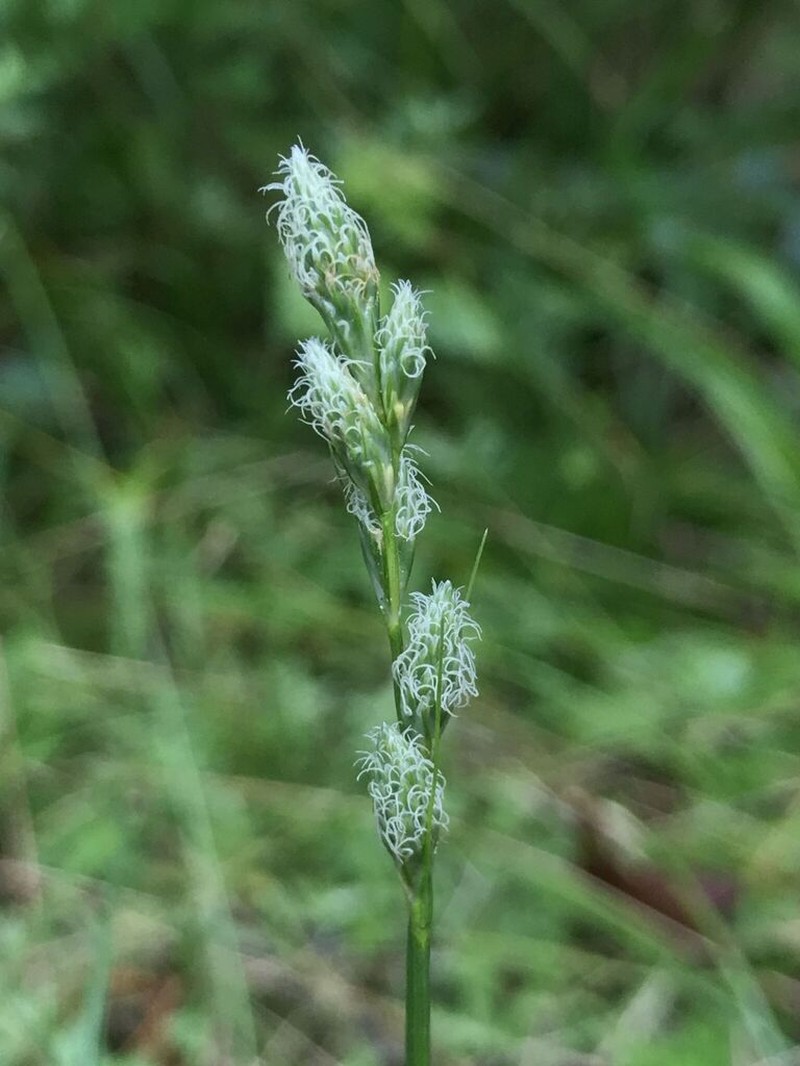 Long's Sedge photo 5