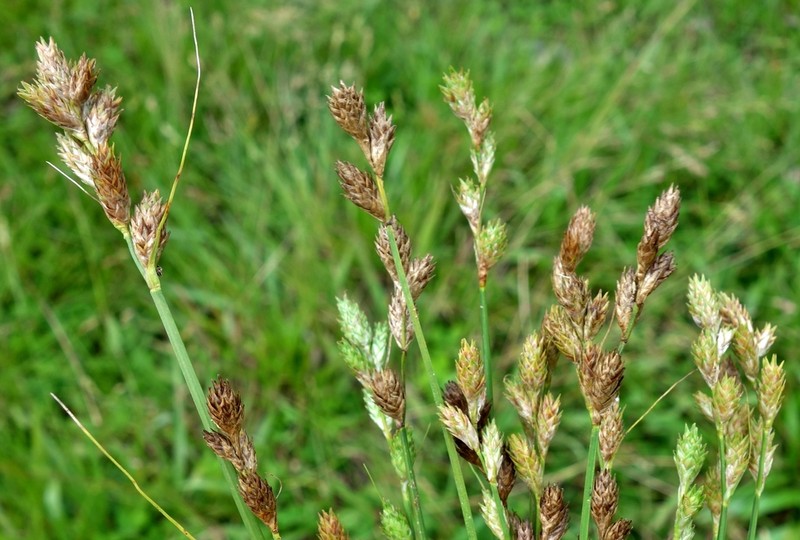 Long's Sedge photo 6