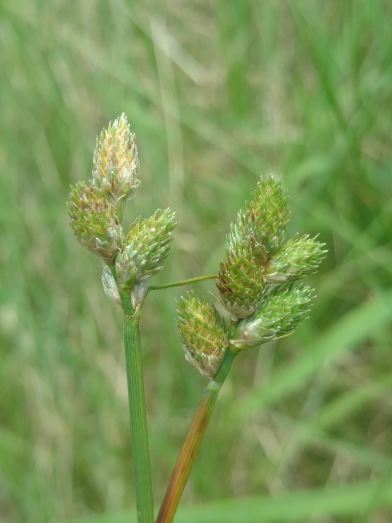 Long's Sedge photo 7