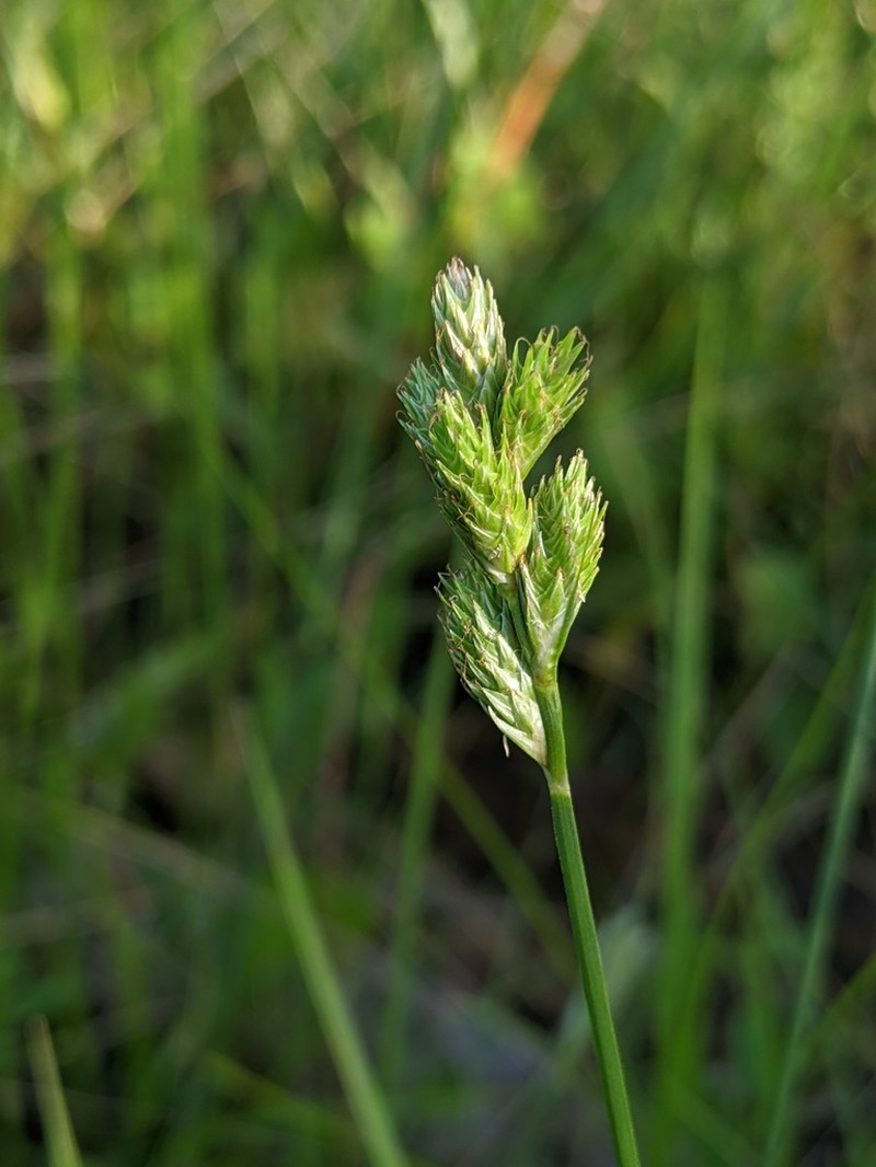 Long's Sedge photo 8