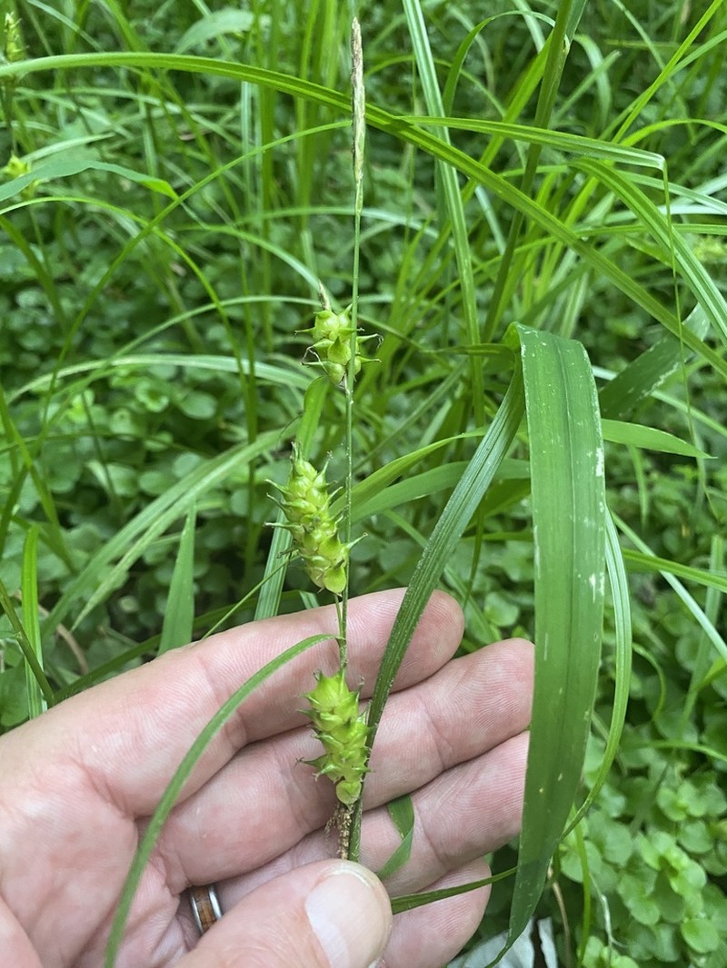 Louisiana Sedge photo 3