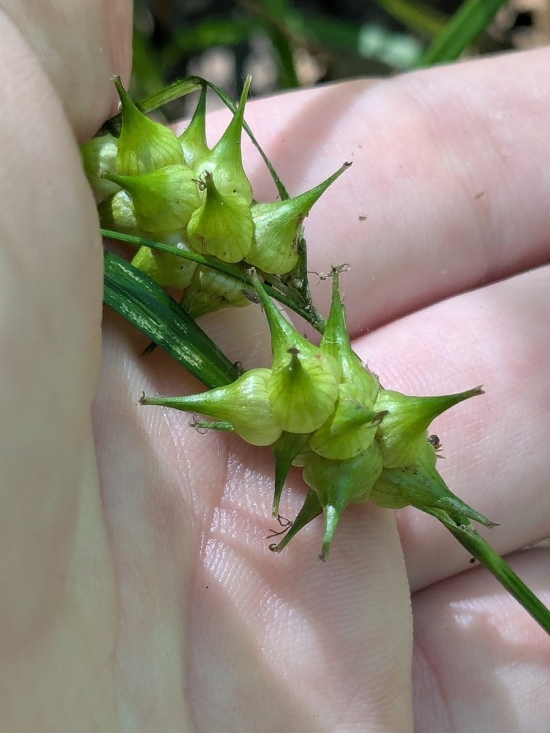 Louisiana Sedge photo 4