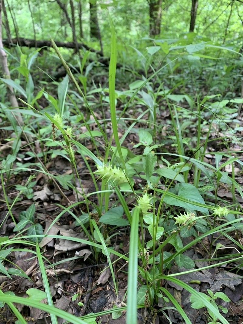 Louisiana Sedge photo 5