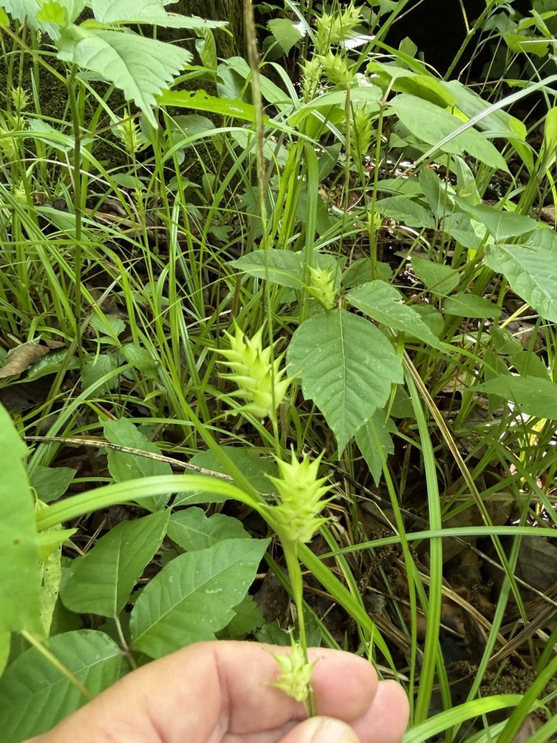 Louisiana Sedge photo 6