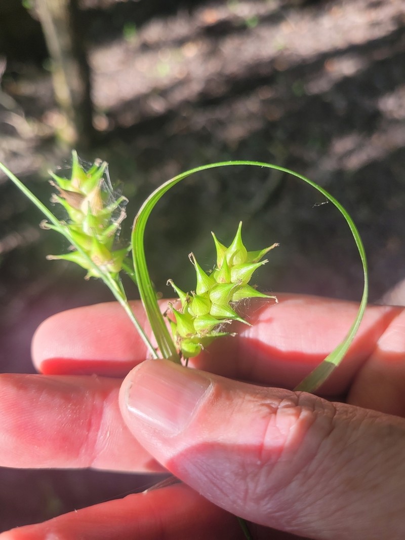 Louisiana Sedge photo 7