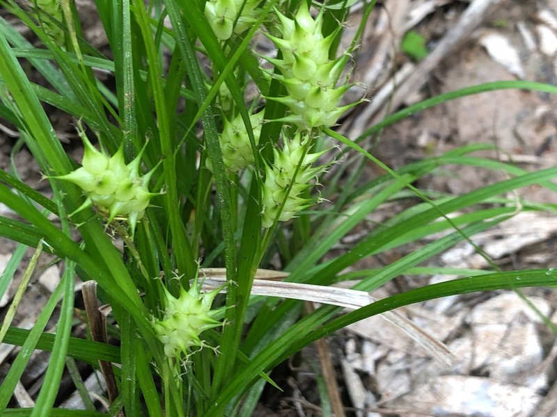Louisiana Sedge photo 8