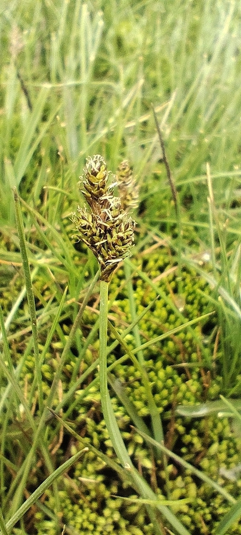 Carex lucennoiberica