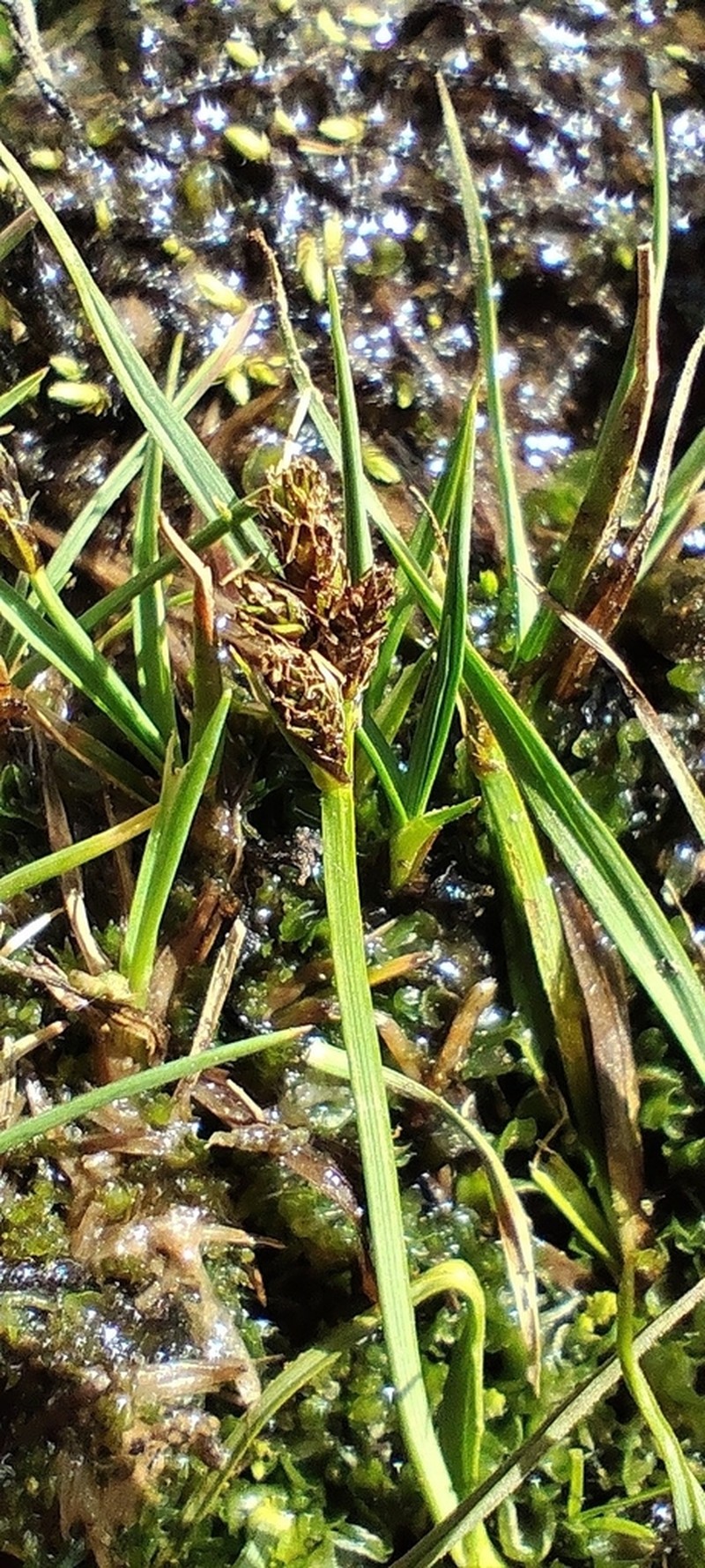 Carex lucennoiberica photo 2