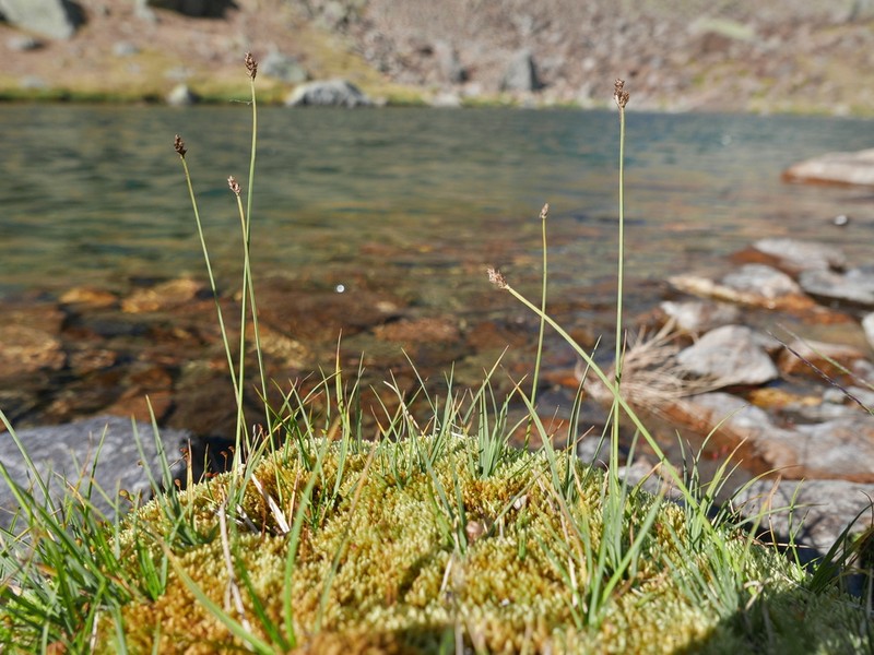 Carex lucennoiberica photo 3
