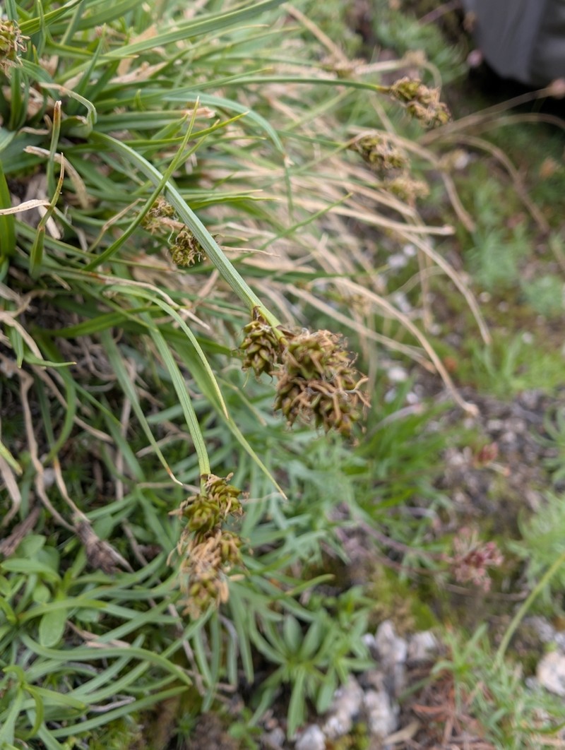 Carex lucennoiberica photo 4