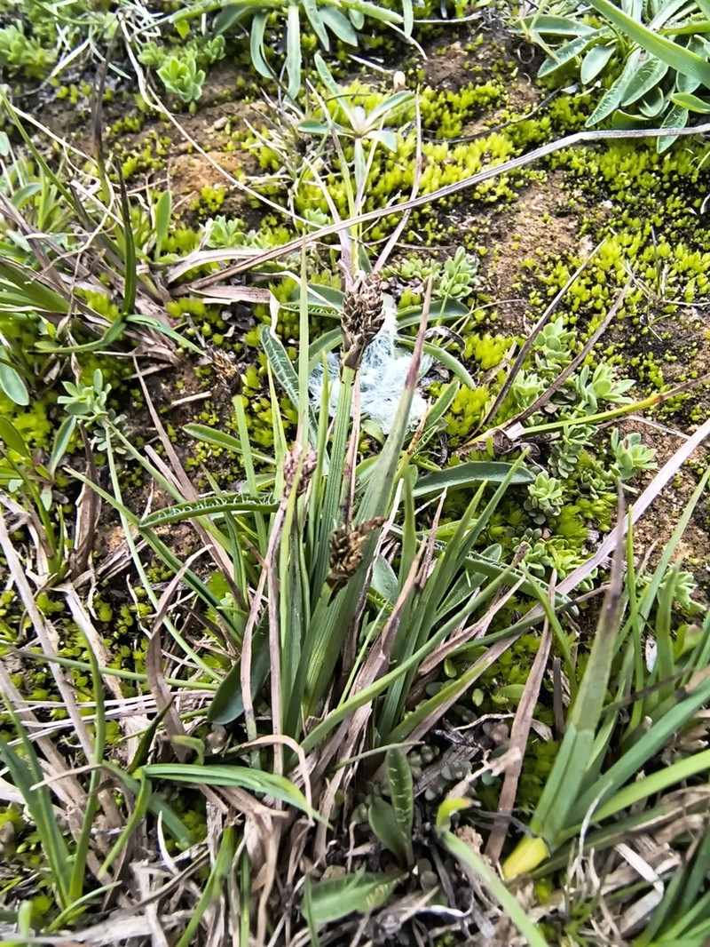 Carex lucennoiberica photo 5