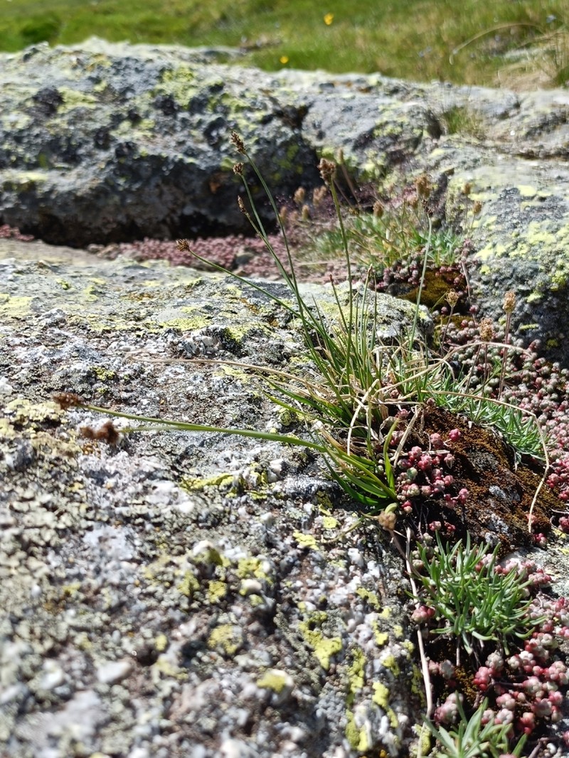 Carex lucennoiberica photo 6