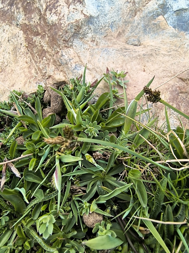 Carex lucennoiberica photo 7