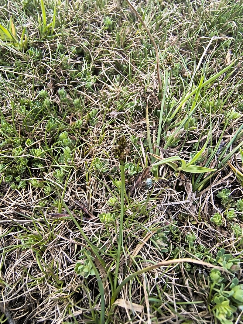 Carex lucennoiberica photo 8