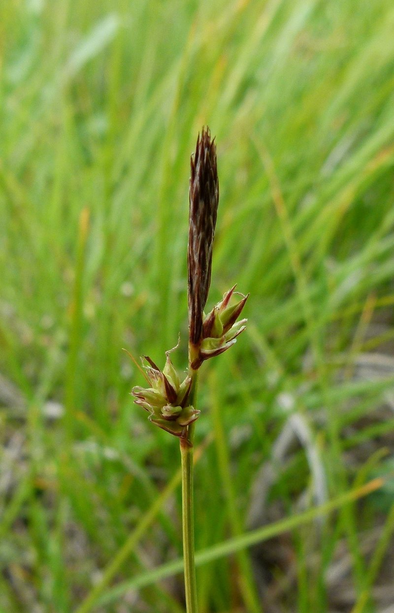 Blue Ridge Sedge