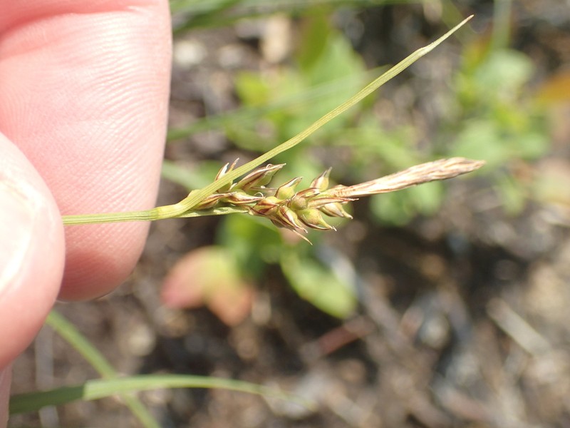 Blue Ridge Sedge photo 4