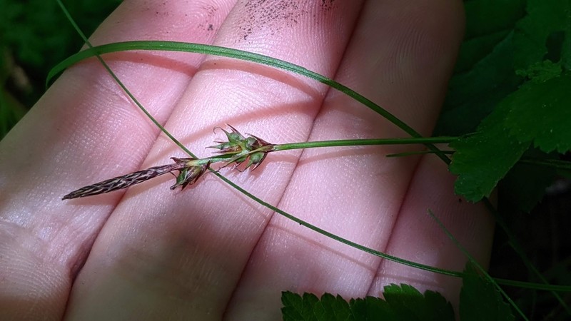 Blue Ridge Sedge photo 5