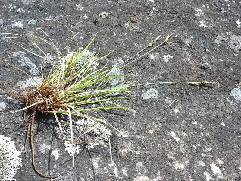 Blue Ridge Sedge photo 6