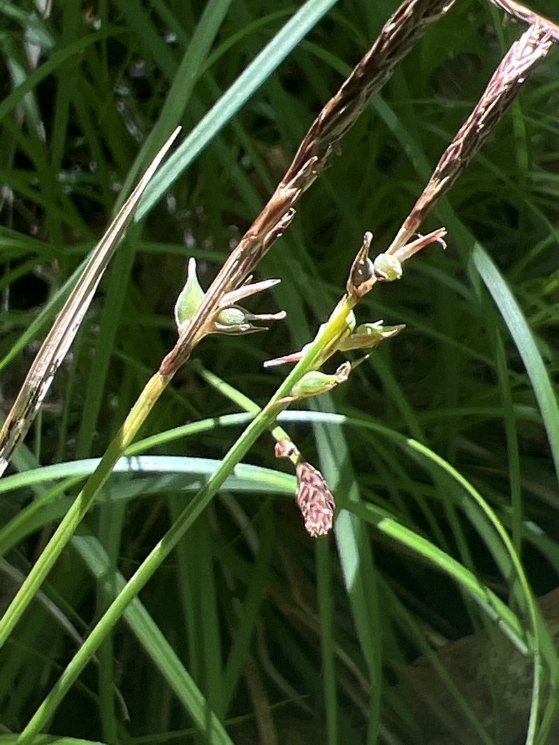 Blue Ridge Sedge photo 7