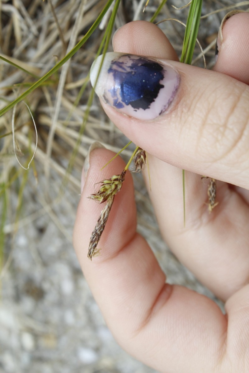 Blue Ridge Sedge photo 8