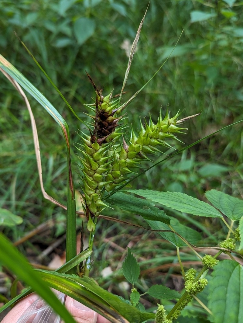 False Hop Sedge photo 4