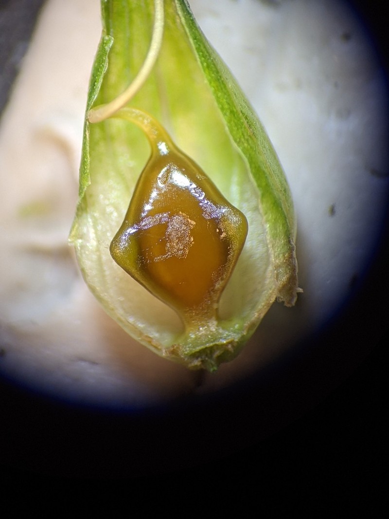 False Hop Sedge photo 5