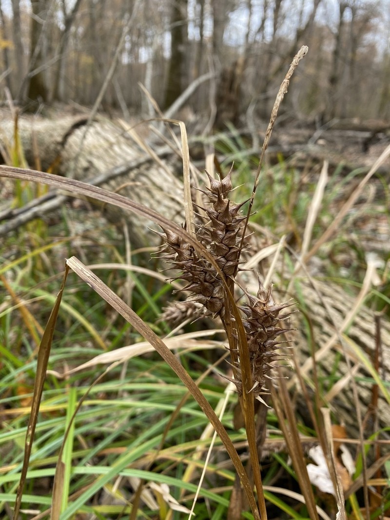 False Hop Sedge photo 6