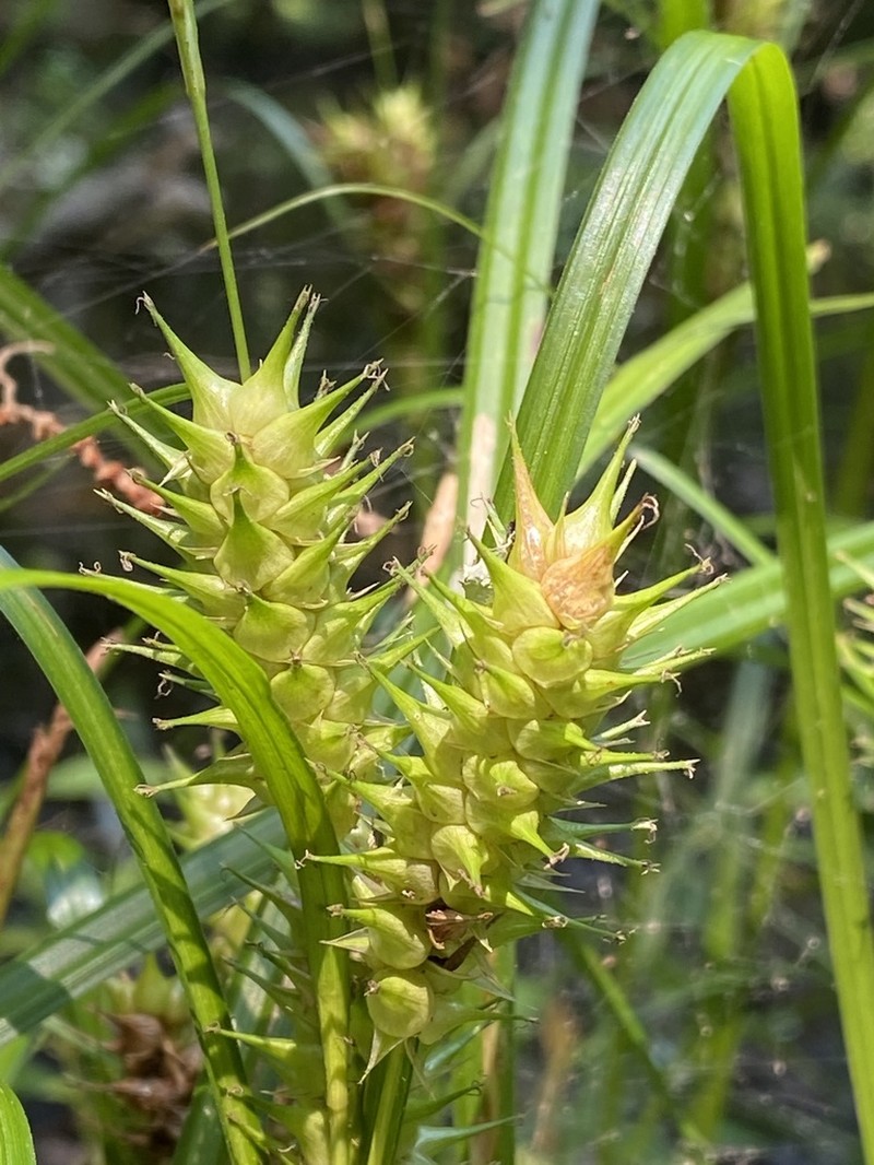 False Hop Sedge photo 7