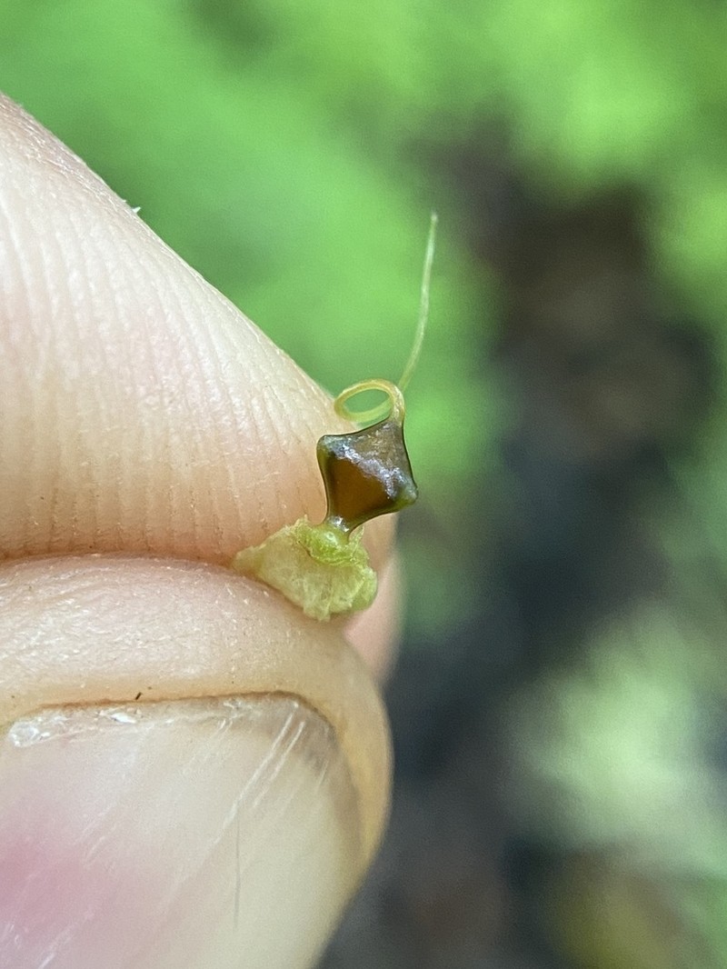 False Hop Sedge photo 8