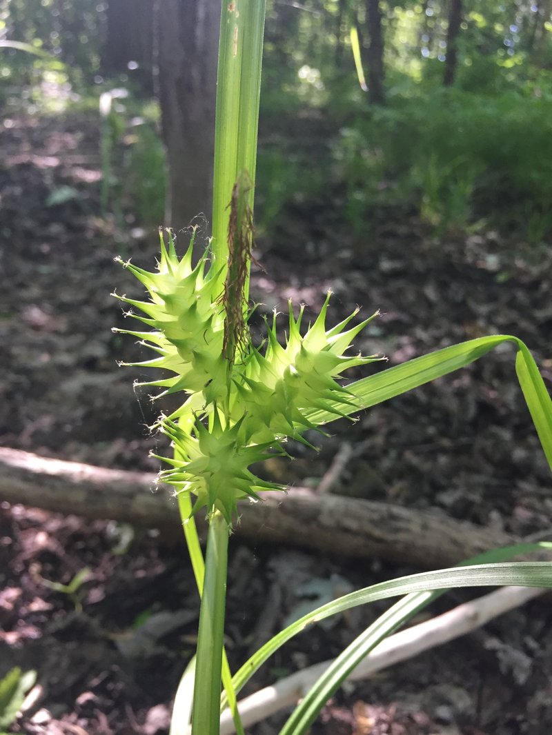 Hop Sedge