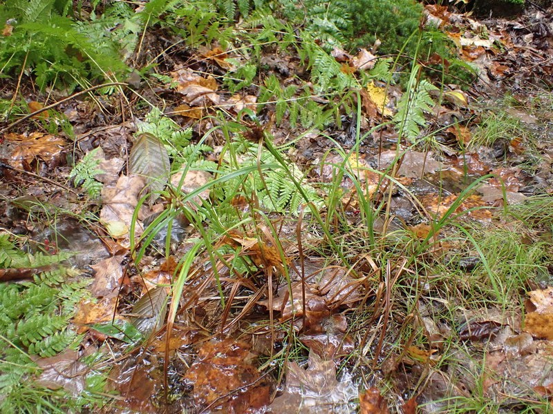 Hop Sedge photo 3