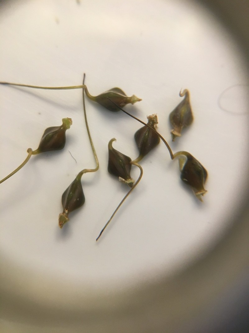 Hop Sedge photo 4