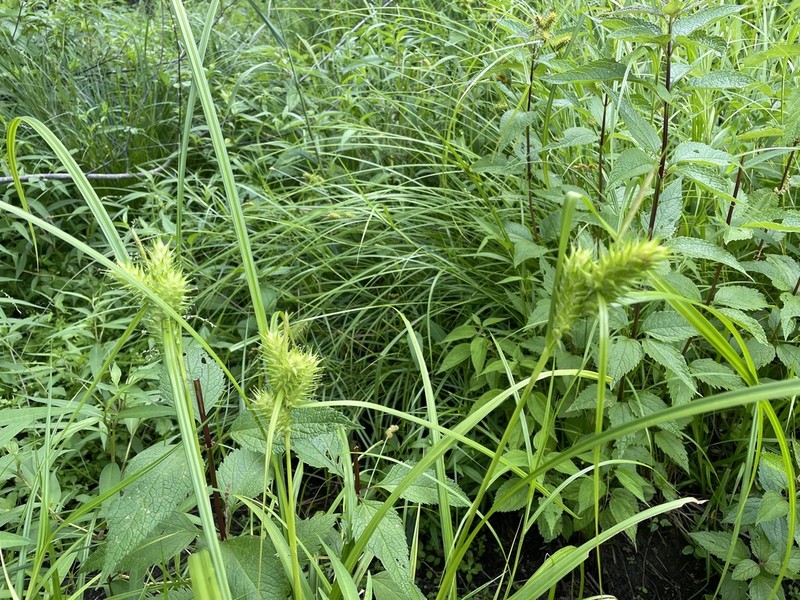 Hop Sedge photo 5