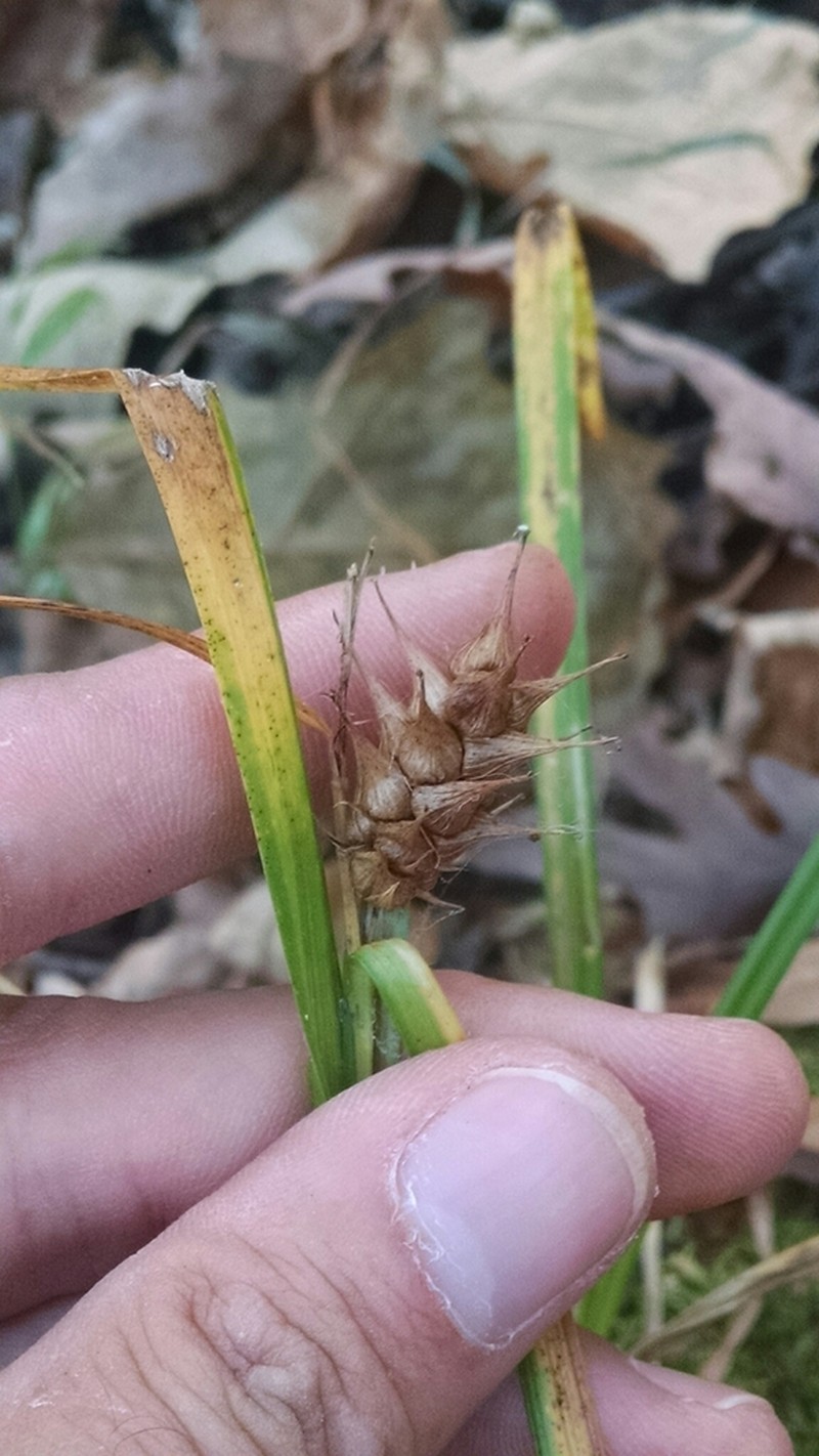 Hop Sedge photo 6