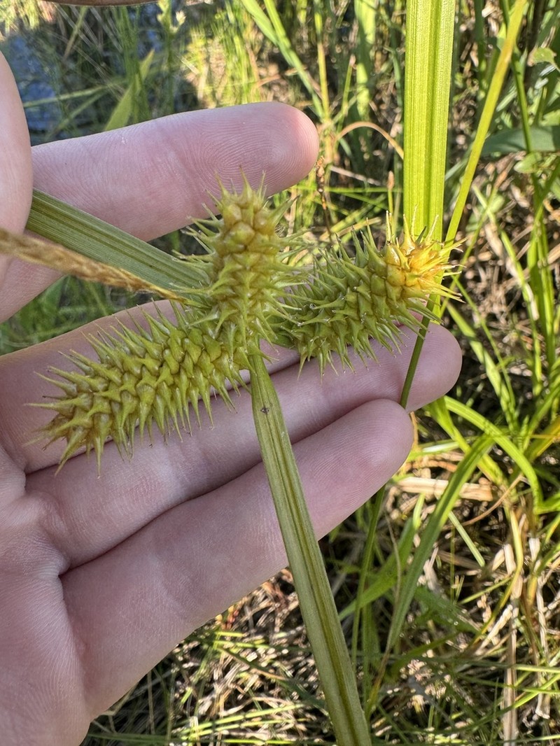 Shallow Sedge photo 3