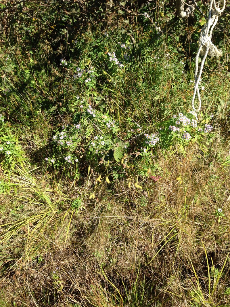 Shallow Sedge photo 4