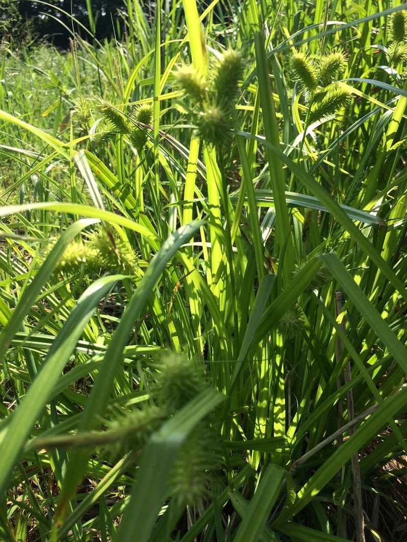 Shallow Sedge photo 5