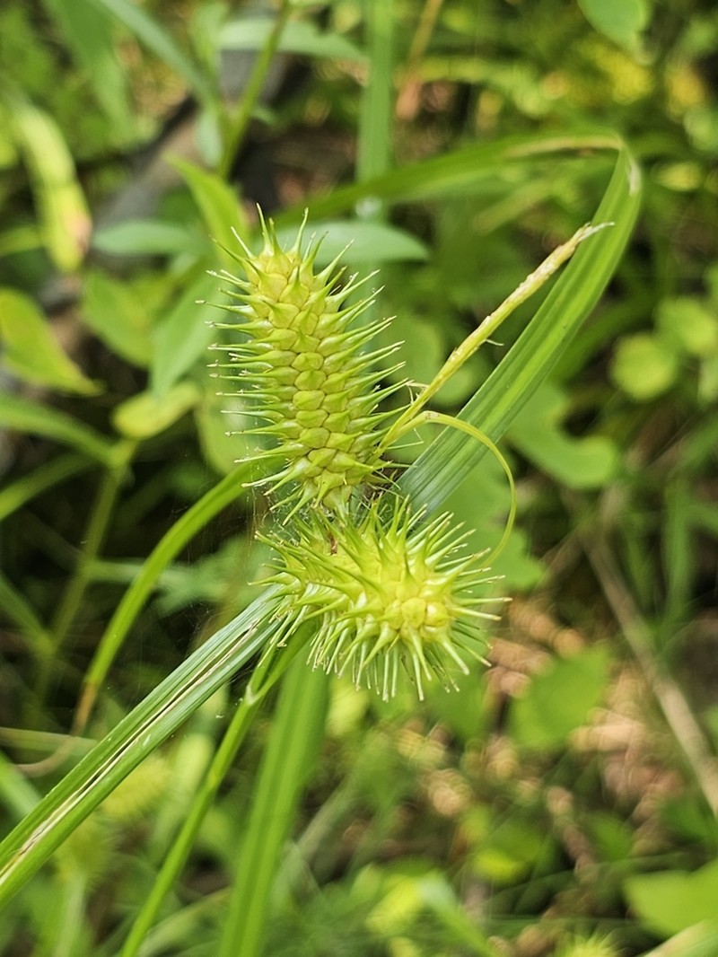 Shallow Sedge photo 7