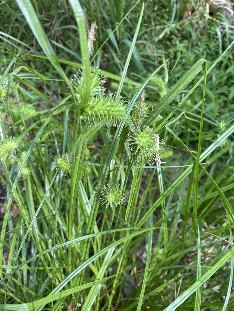 Shallow Sedge photo 8