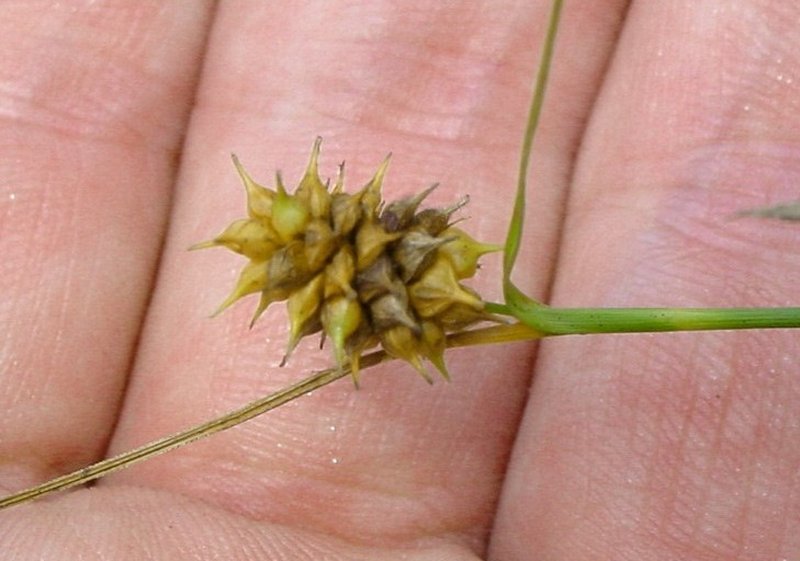 Sulphur Sedge
