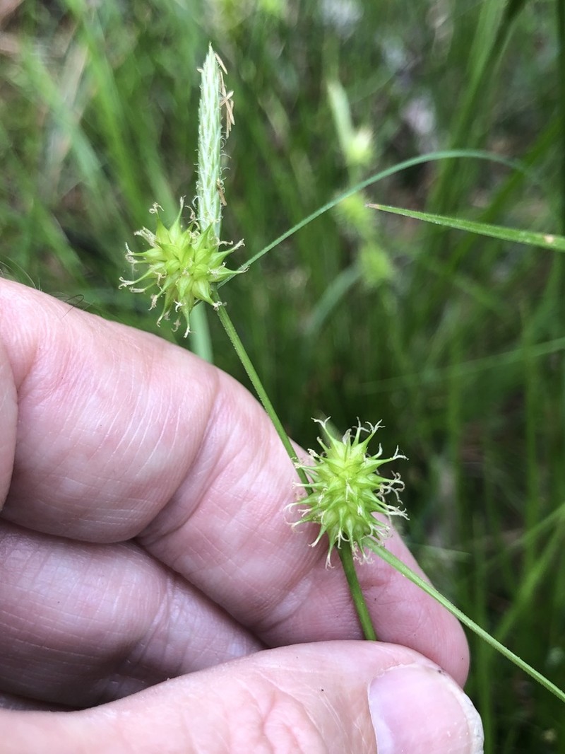 Sulphur Sedge photo 2