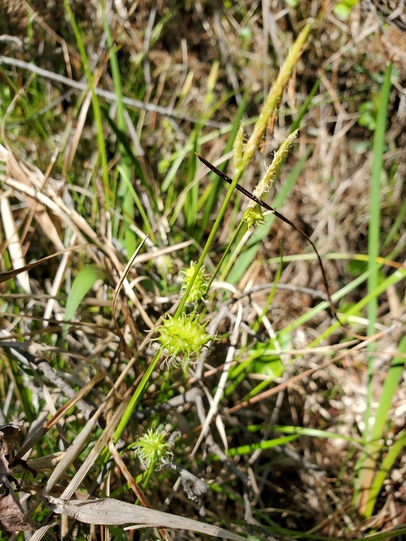 Sulphur Sedge photo 3