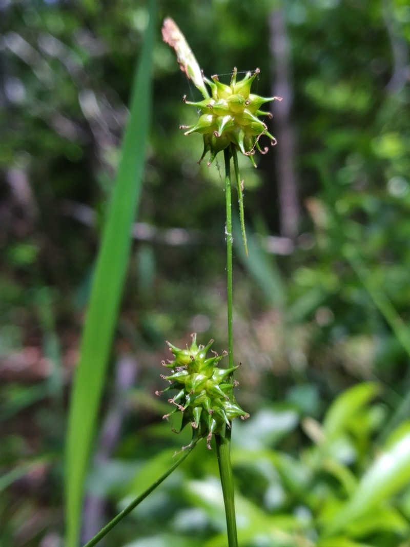 Sulphur Sedge photo 4