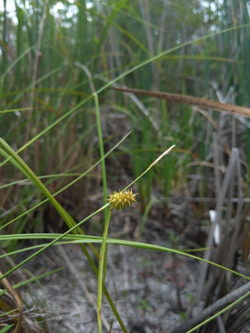Sulphur Sedge photo 5