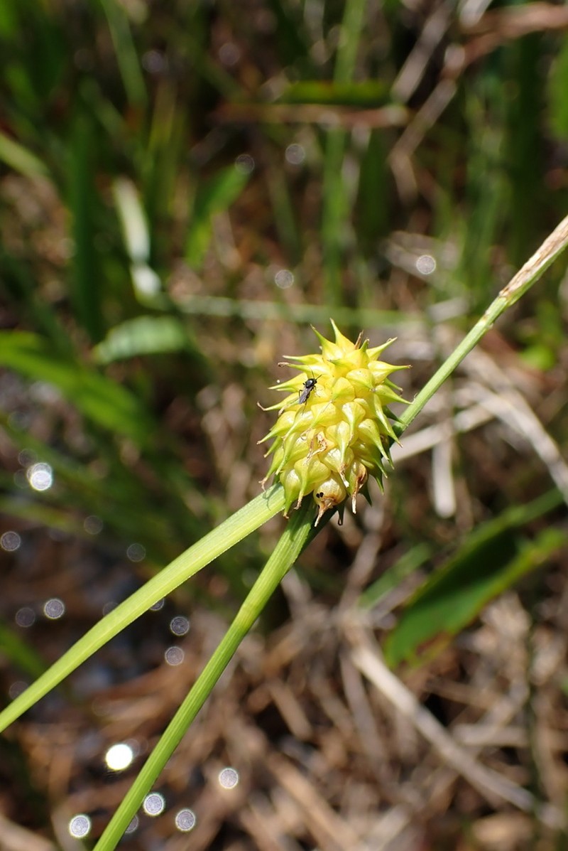 Sulphur Sedge photo 7