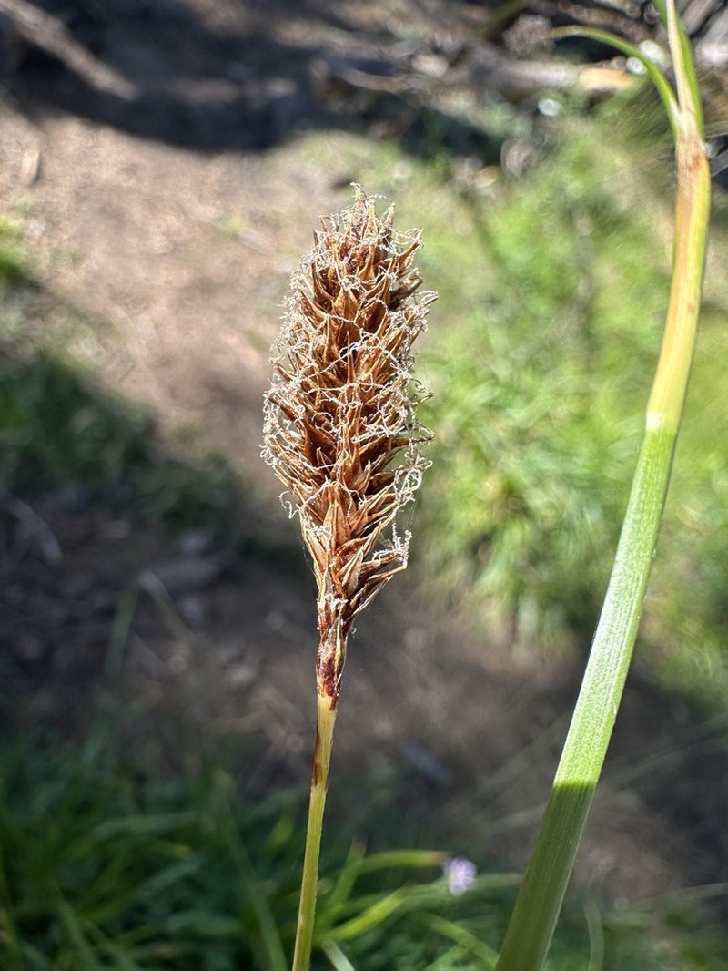 Littleleaf Sedge photo 3
