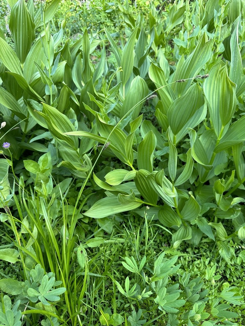Littleleaf Sedge photo 4