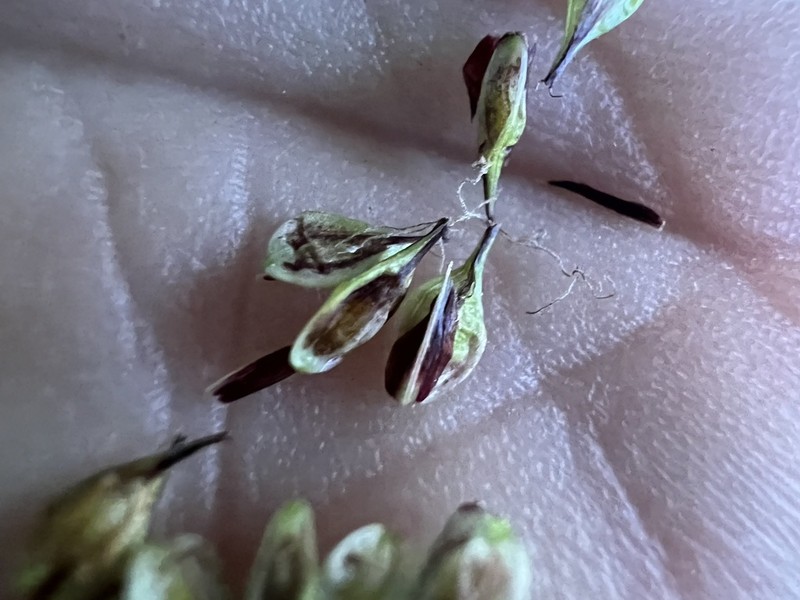 Littleleaf Sedge photo 5