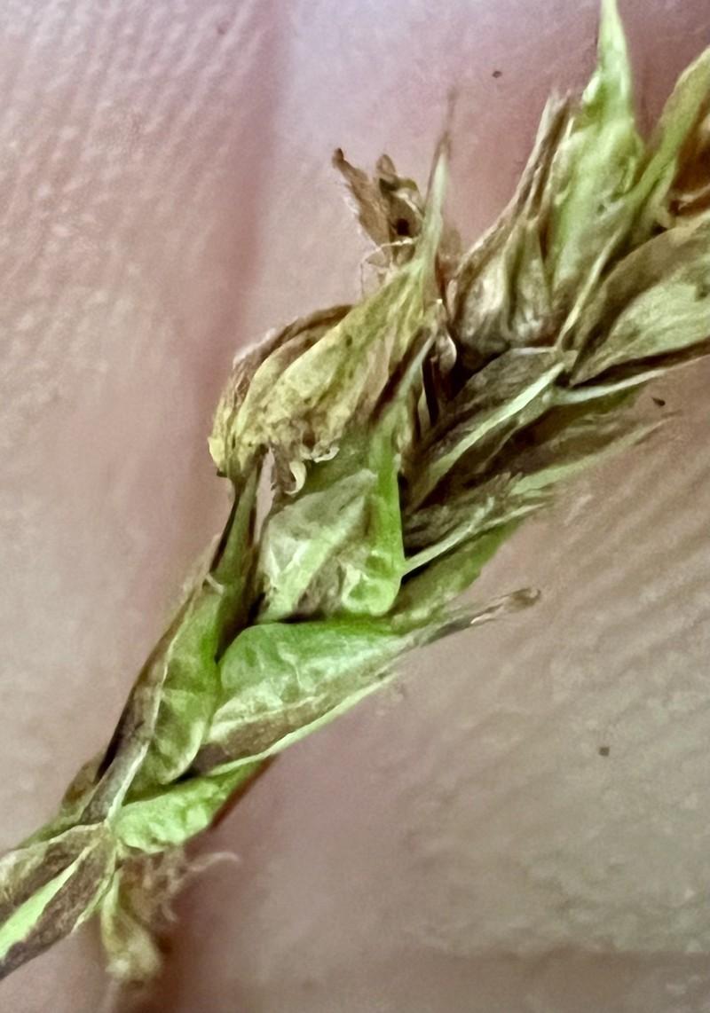 Littleleaf Sedge photo 6