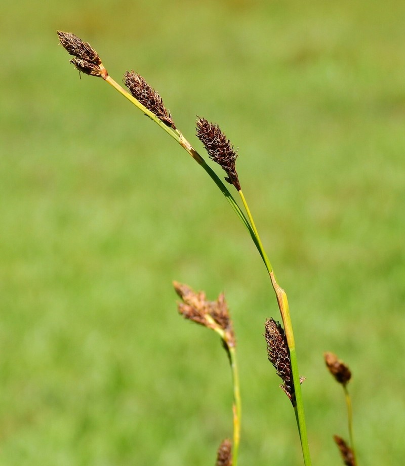 Littleleaf Sedge photo 7